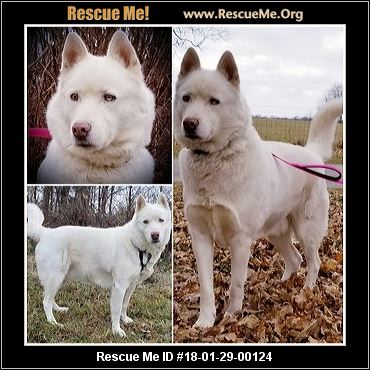 Indiana Dog Rescue ― ADOPTIONS ― RescueMe.Org