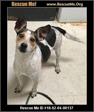 Maryland Jack Russell Rescue ― ADOPTIONS ― RescueMe.Org