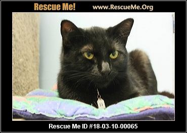 - Wisconsin Cat Rescue - ADOPTIONS - Rescue Me!