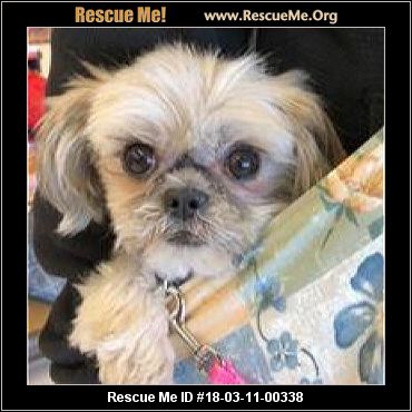 Colorado Shih Tzu Rescue ― ADOPTIONS ― RescueMe.Org