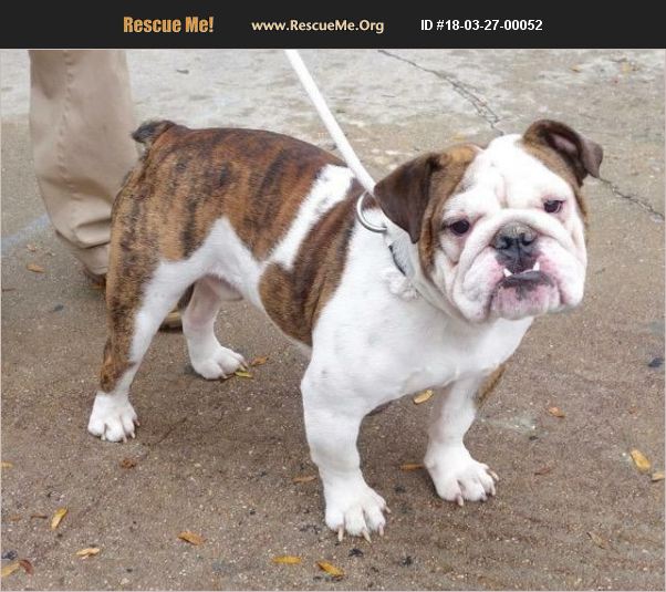 ADOPT 18032700052 ~ Bulldog Rescue ~ New York