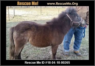 Michigan Horse Rescue ― ADOPTIONS ― RescueMe.Org