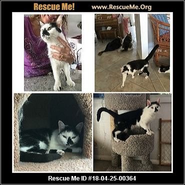 Arizona Siamese Rescue ― ADOPTIONS ― RescueMe.Org