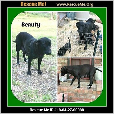 Arkansas Dog Rescue ― ADOPTIONS ― RescueMe.Org