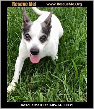 Tennessee Rat Terrier Rescue ― ADOPTIONS ― RescueMe.Org