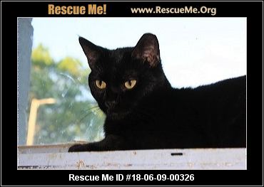 - Wisconsin Cat Rescue - ADOPTIONS - Rescue Me!