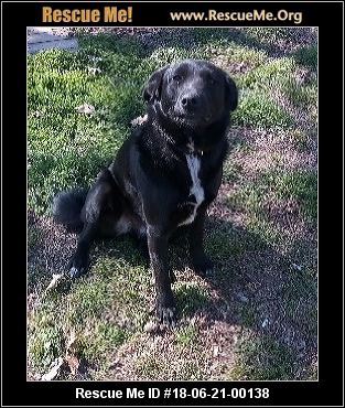 Oklahoma Dog Rescue ― ADOPTIONS ― RescueMe.Org