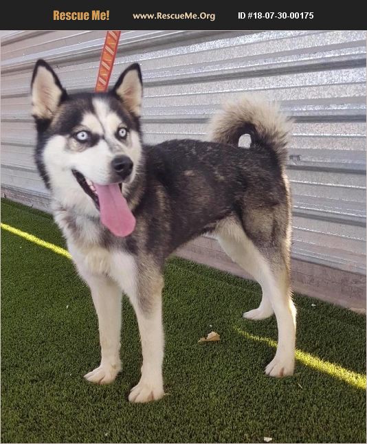 ADOPT 18073000175 ~ Siberian Husky Rescue ~ Phoenix , AZ