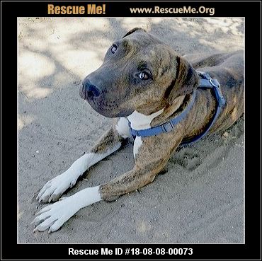 - California Staffordshire Bull Terrier Rescue - ADOPTIONS - Rescue Me!