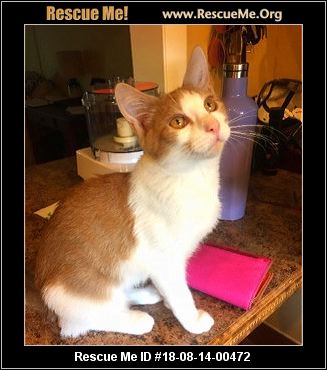 The Nuter West Palm Beach Best Beaches In World Cecilia S Cat Rescue West Palm Beach Fl Available Pets