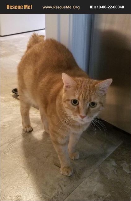 ADOPT 18082200040 ~ Toyger Rescue ~ Richmond, VA
