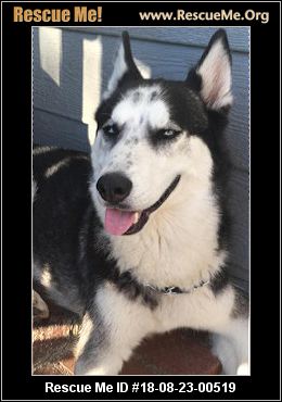 - California Siberian Husky Rescue - ADOPTIONS - Rescue Me!