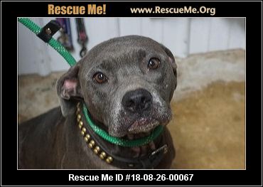 - Ohio Pit Bull Rescue - ADOPTIONS - Rescue Me!