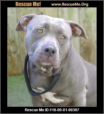 - Florida Pit Bull Rescue - ADOPTIONS - Rescue Me!