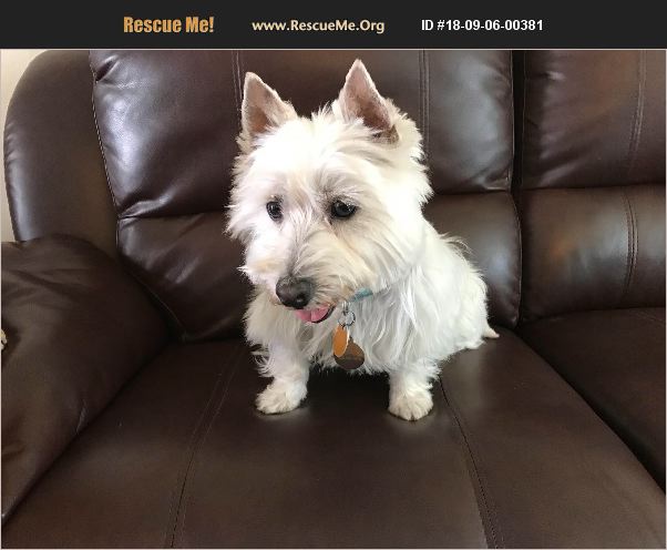 ADOPT 18090600381 ~ Westie Rescue ~ Marysville, WA