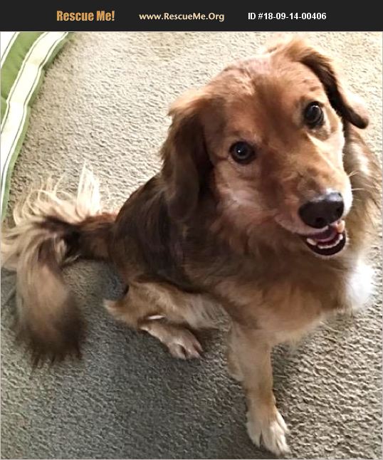 ADOPT 18091400406 ~ Nova Scotia Duck Toller Rescue ~ Orange County, NC