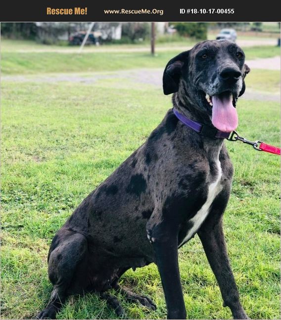 ADOPT 18101700455 ~ Great Dane Rescue ~ 79424, TX