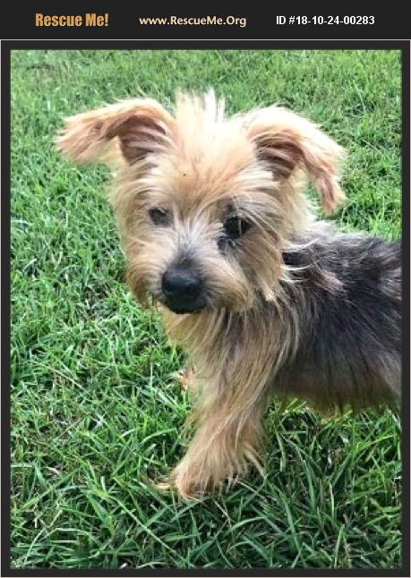 ADOPT 18102400283 ~ Yorkie Rescue ~ Pensacola, FL