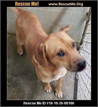 - Arkansas Dog Rescue - ADOPTIONS - Rescue Me!