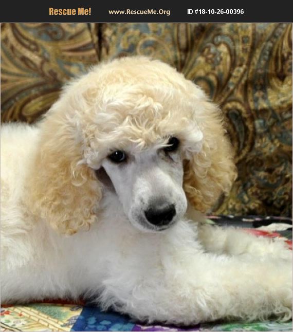 ADOPT 18102600396 ~ Poodle Rescue ~ Seattle, WA