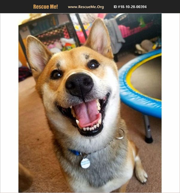 ADOPT 18102800394 ~ Shiba Inu Rescue ~ Glendale, AZ