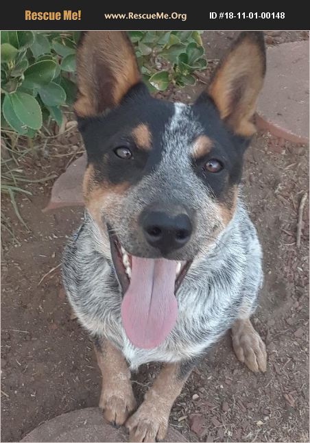 ADOPT 18110100148 ~ Australian Cattle Dog Rescue ~ Pacoima, CA