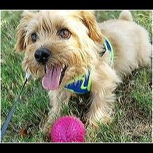 California Norfolk Terrier Rescue Adoptions Rescue Me
