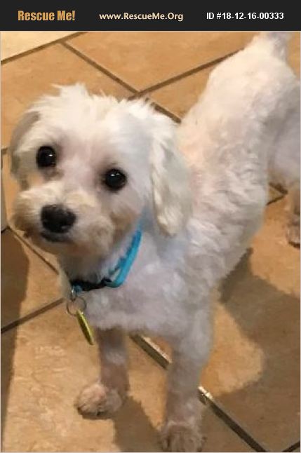 ADOPT 18121600333 ~ Maltese Rescue ~ Prole, IA