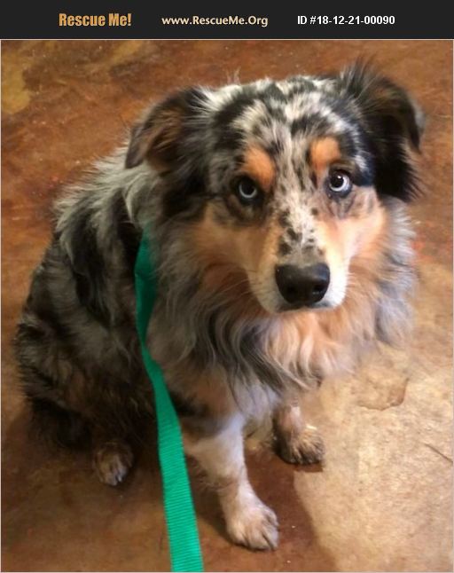 ADOPT 18122100090 ~ Australian Shepherd Rescue ~ Oklahoma City, OK