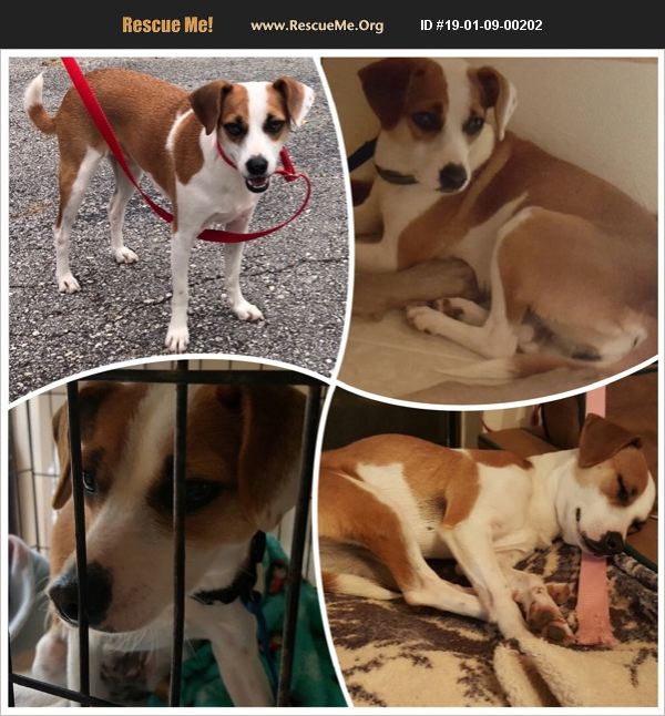 ADOPT 19010900202 ~ Jack Russell Rescue ~ Texas