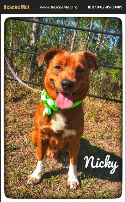 ADOPT 19020500409 ~ Nova Scotia Duck Toller Rescue ~ Sebring, FL