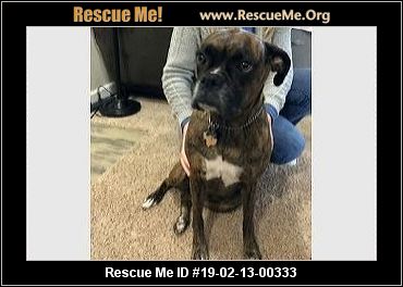 - Texas Boxer Rescue - ADOPTIONS - Rescue Me!