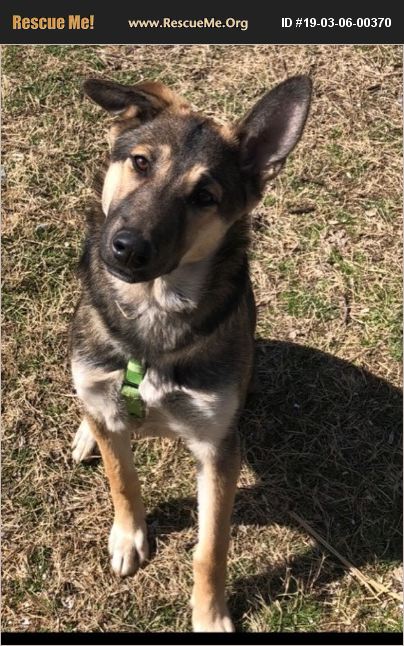 ADOPT 19030600370 ~ German Shepherd Rescue ~ Broken Arrow, OK