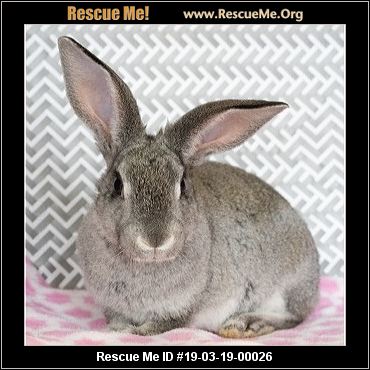 - California Rabbit Rescue - ADOPTIONS - Rescue Me!