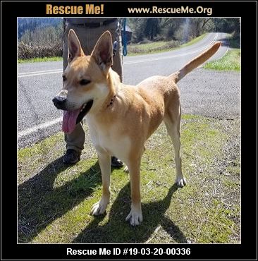 - Oregon German Shepherd Rescue - ADOPTIONS - Rescue Me!