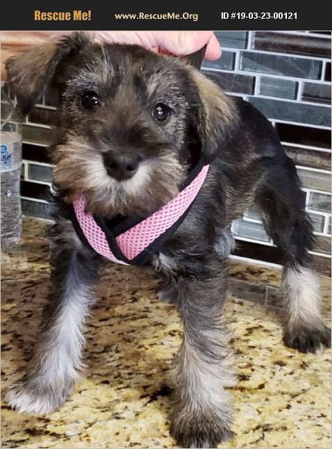 ADOPT 19032300121 ~ Schnauzer Rescue ~ Phoenix, AZ