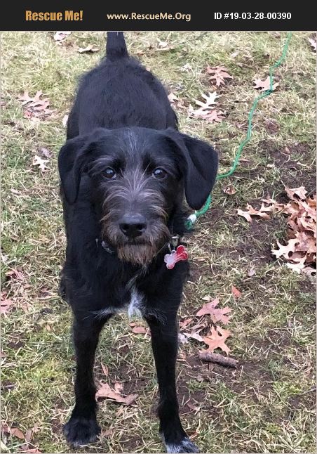 ADOPT 19032800390 ~ Fox Terrier Rescue ~ Rochester, NY