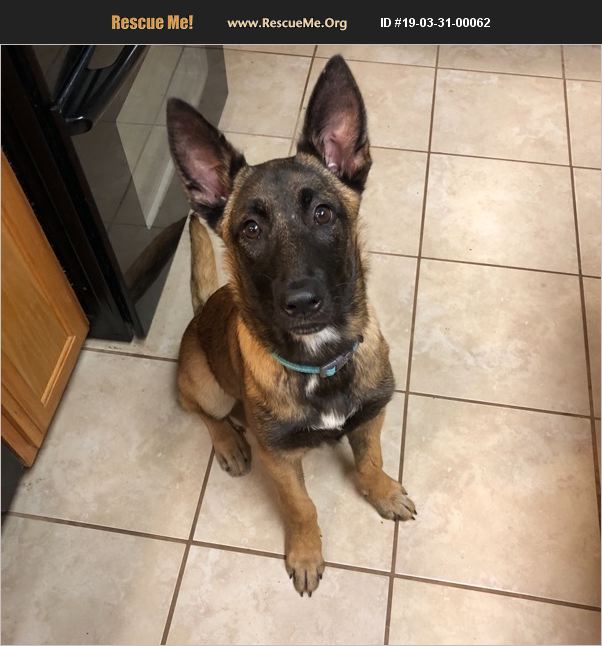 ADOPT 19033100062 ~ Belgian Malinois Rescue ~ San Antonio, TX