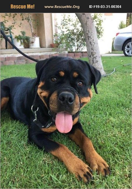 ADOPT 19033100304 ~ Rottweiler Rescue ~ Orange County, CA