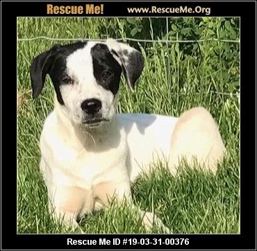 - Rhode Island Dog Rescue - ADOPTIONS - Rescue Me!