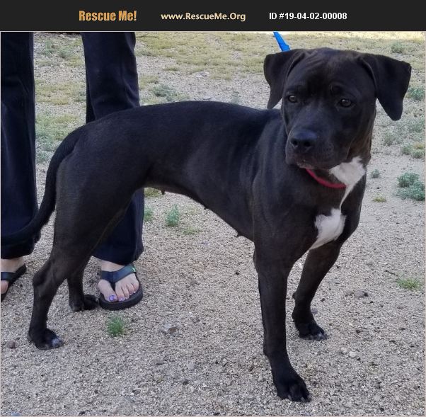 ADOPT 19040200008 ~ Lab Rescue ~ Phoenix, AZ