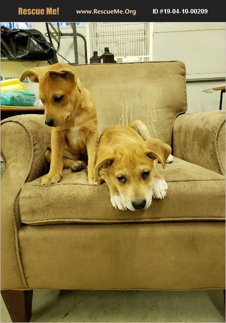 Options Lab Appleton Wi ADOPT 19041000209 ~ Lab Rescue ~ Appleton, WI