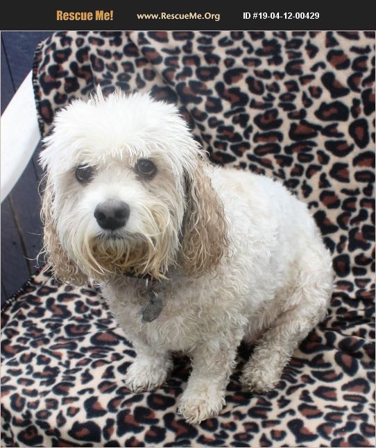 ADOPT 19041200429 ~ Cockapoo Rescue ~ Phoenix, AZ