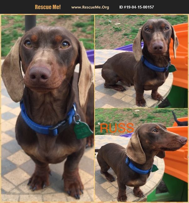 Bucks County Dachshund Rescue Finding Loving Homes for Abandoned Pups