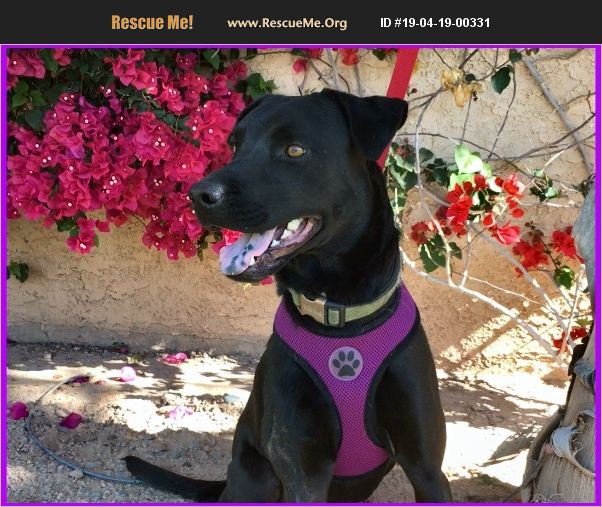 ADOPT 19041900331 ~ Lab Rescue ~ Scottsdale, AZ