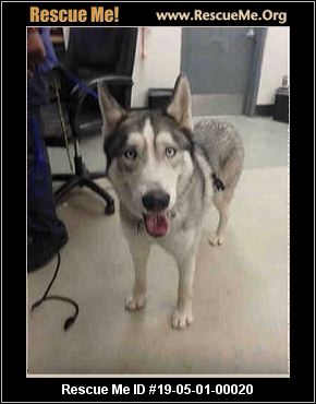 - California Siberian Husky Rescue - ADOPTIONS - Rescue Me!