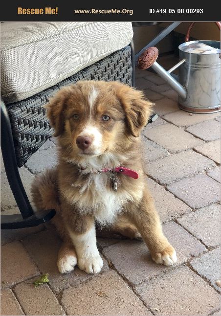 ADOPT 19050800293 ~ Australian Shepherd Rescue ~ Mesa, AZ