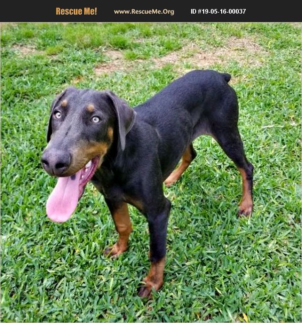 ADOPT 19051600037 ~ Doberman Pinscher Rescue ~ Bell County, TX