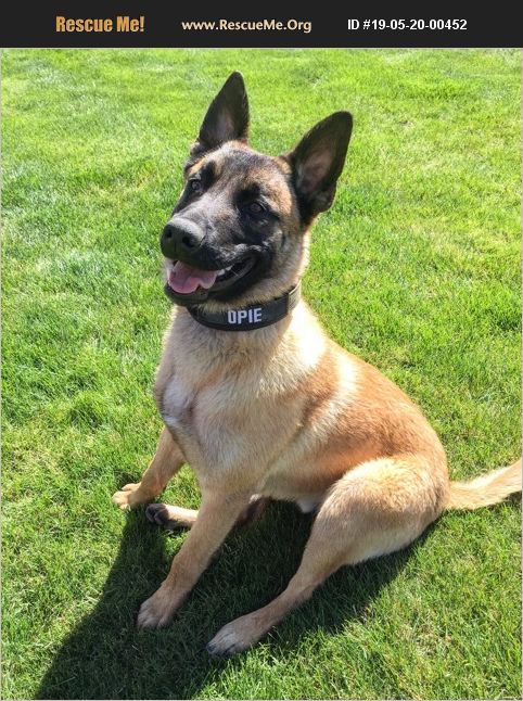 ADOPT 19052000452 ~ Belgian Malinois Rescue ~ Yakima, WA