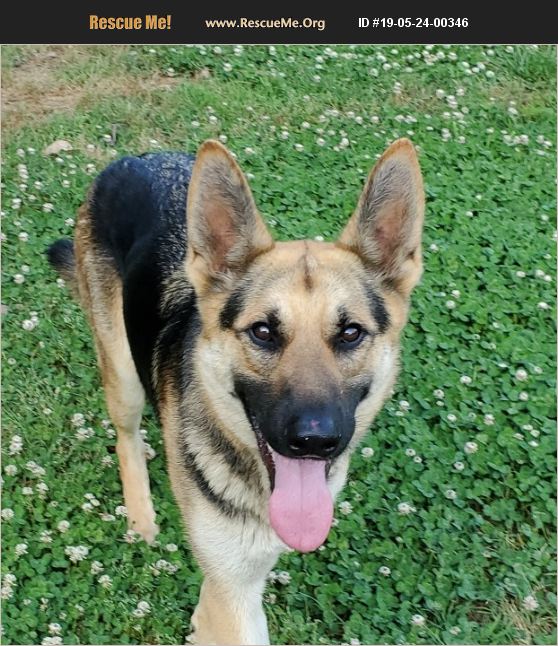 ADOPT 19052400346 ~ German Shepherd Rescue ~ Mocksville, NC